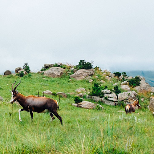 Antilope   sur un terrain verdoyant