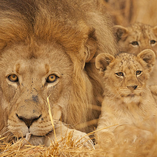 Lion avec ses deux lionceaux