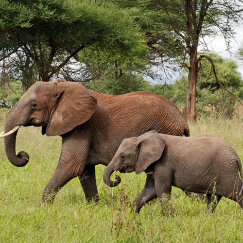 Maman éléphant avec son bébé