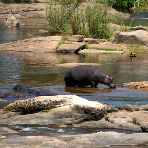 Hippopotame  qui se baigne dans la réserve Zulu Nayla