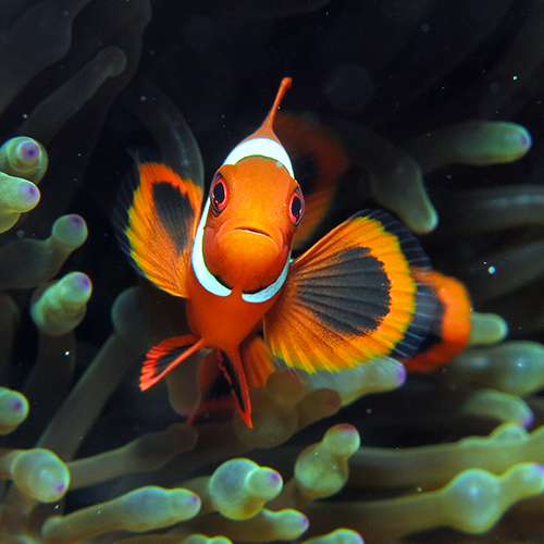 Éclatant poisson orange blanc et noir parmi les algues