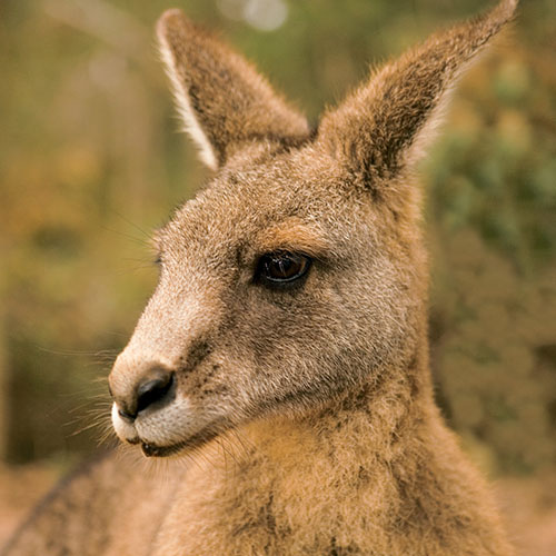 Emblématique kangourou
