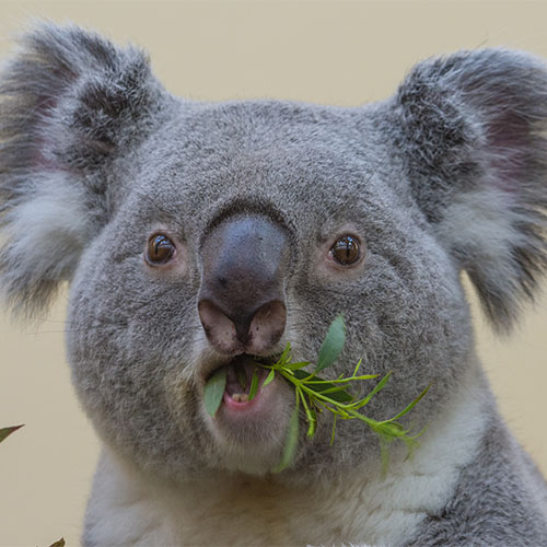 Belle petite face de Koala mangeant un brin d'herbe