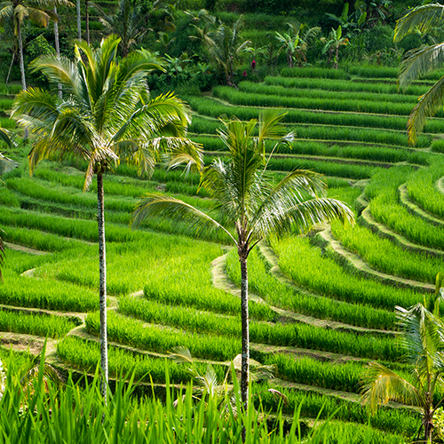 Paysage verdoyant de rizières en terrasses